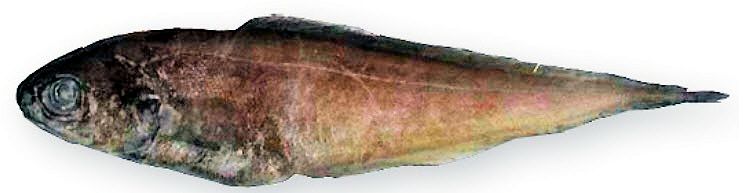 Benthocometes robustus_03.jpg